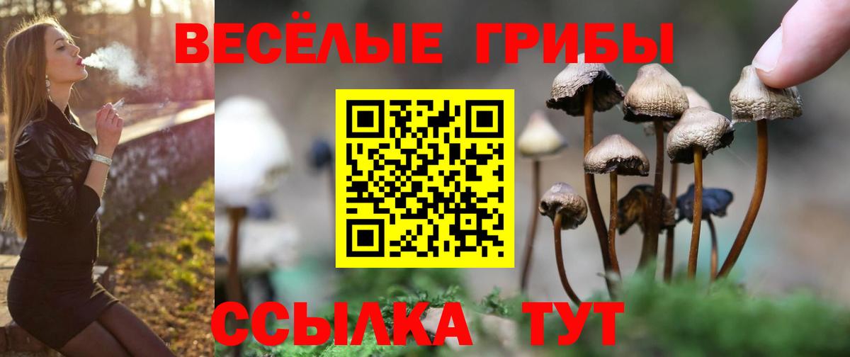 Медногорск  Псилоцибиновые грибы Psilocybe  Вход с VPN 